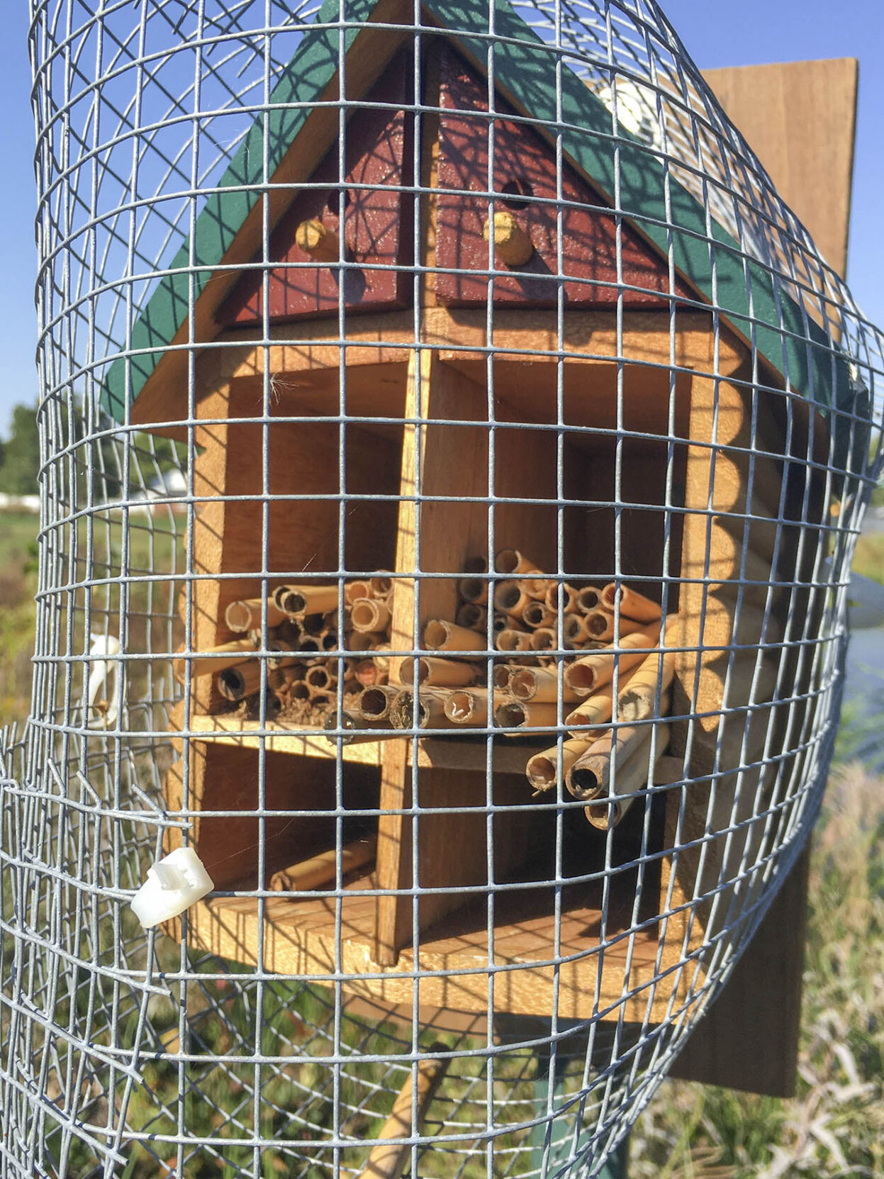 Bees keep IFB’s prairie plants buzzing